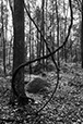 Entwined 14